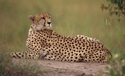 Cheetah rest